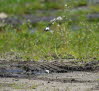 Mehlschwalbe Delichon urbicum