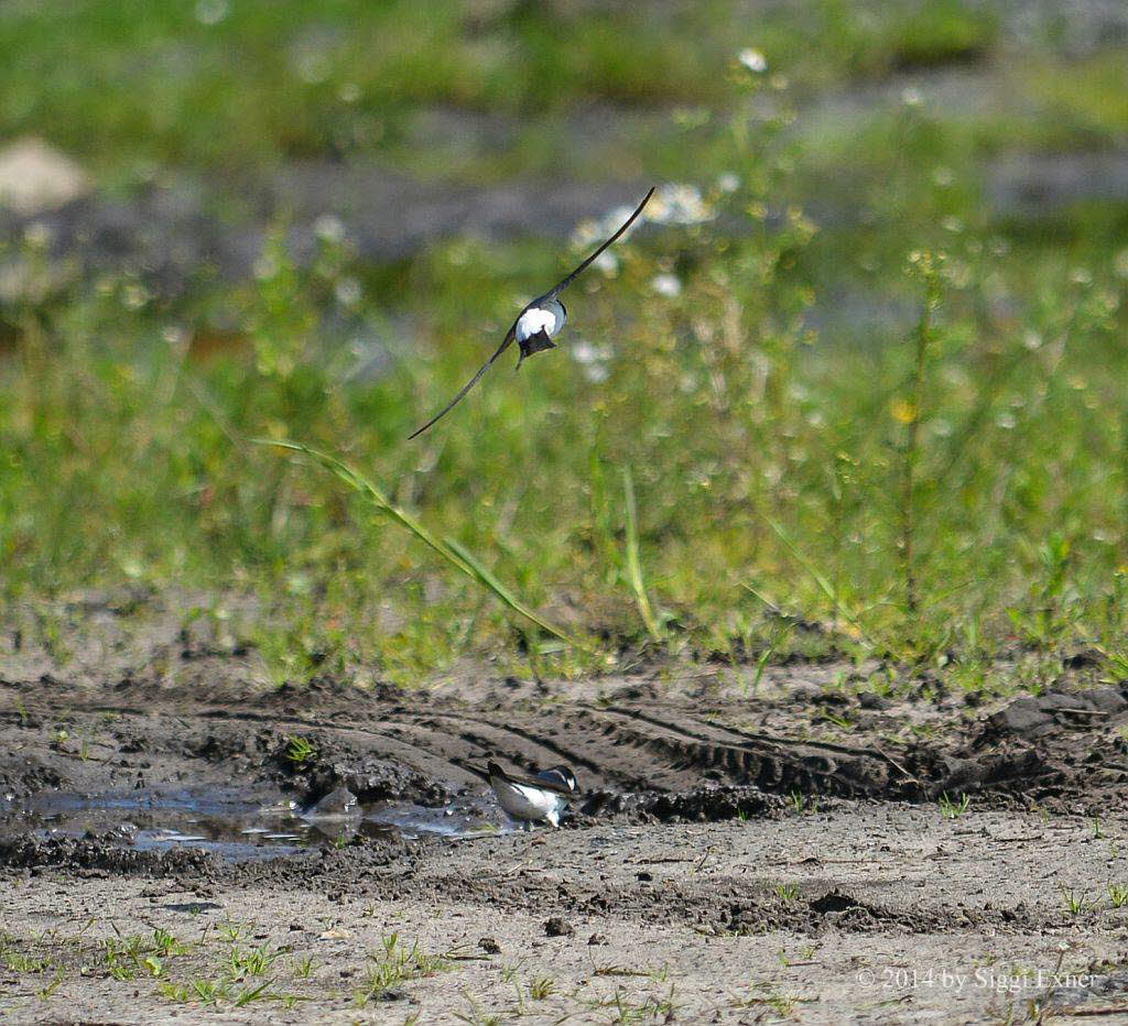 Mehlschwalbe Delichon urbicum