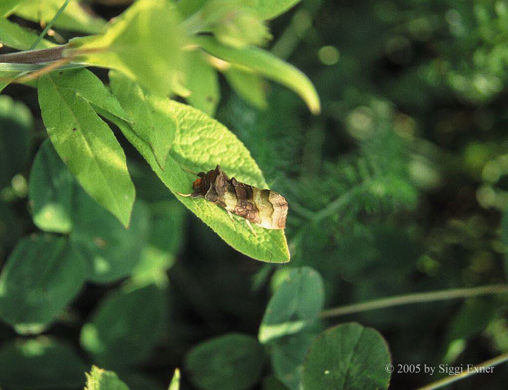 Messingeule Diachrysia chrysitis