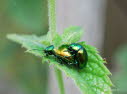 Minzeblattkfer Chrysolina herbacea