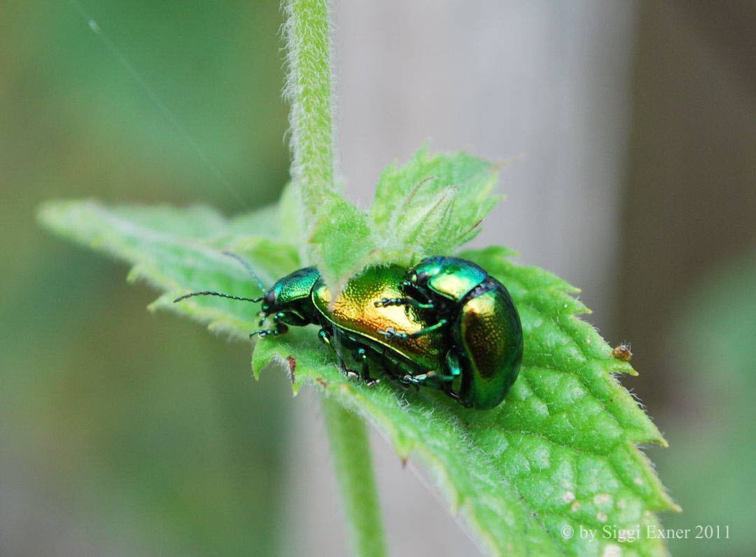 Minzeblattkfer Chrysolina herbacea