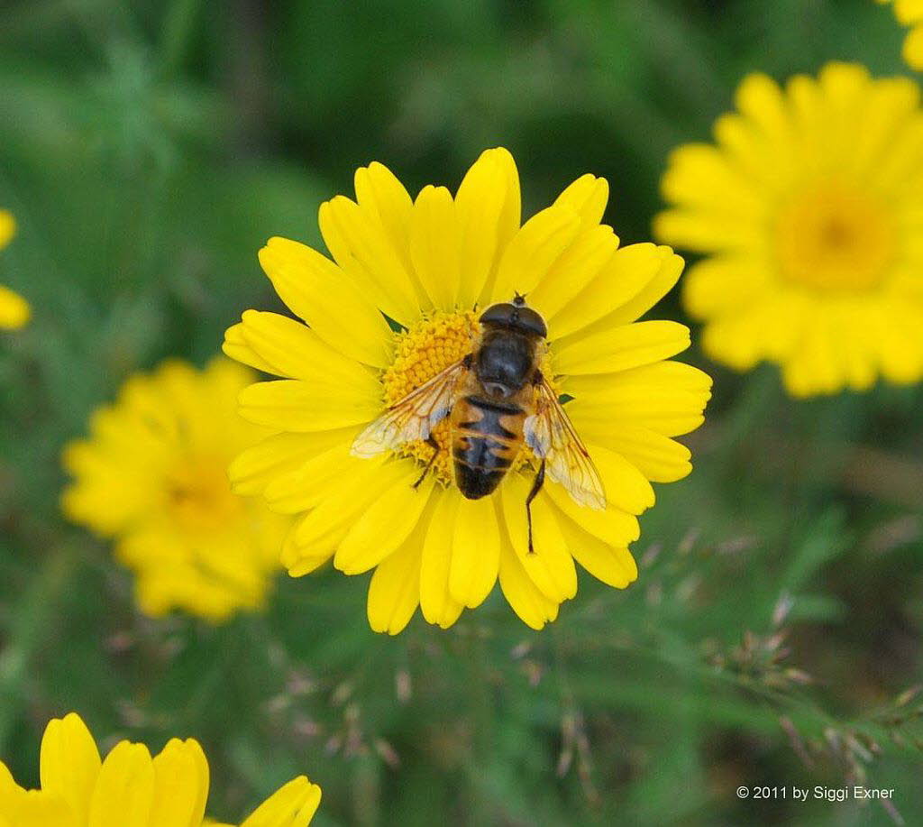 Eristalis tenax Mistbiene 