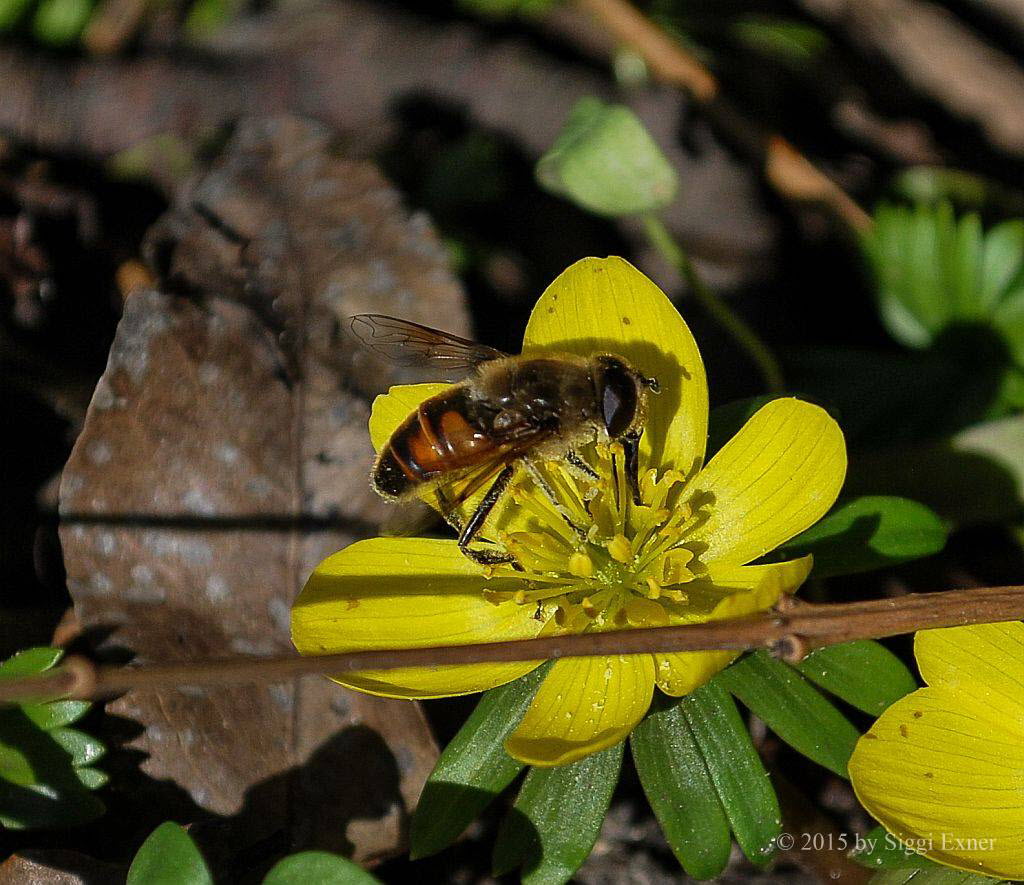 Eristalis tenax Mistbiene 