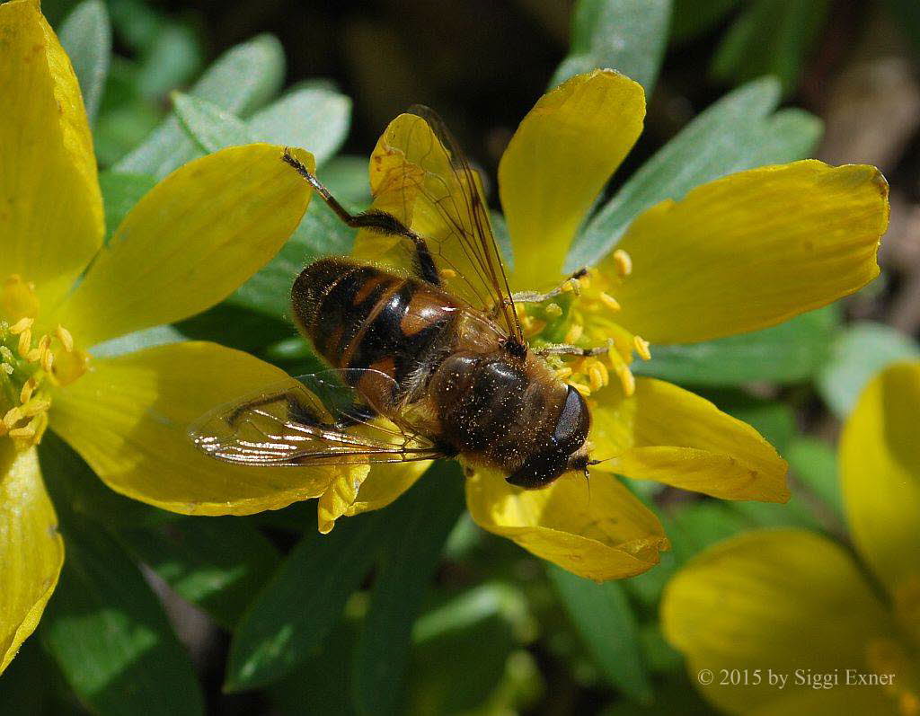 Eristalis tenax Mistbiene 