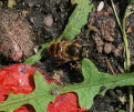 Eristalis tenax Mistbiene 