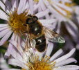 Eristalis tenax Mistbiene 