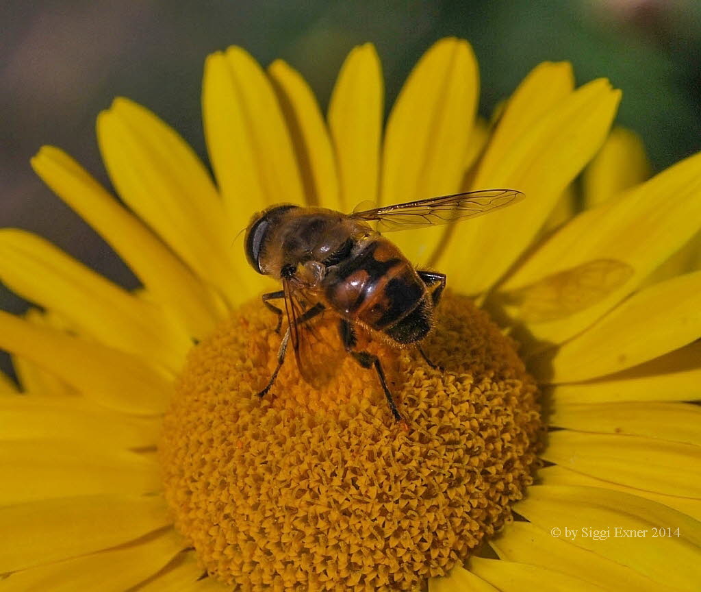 Eristalis tenax Mistbiene 