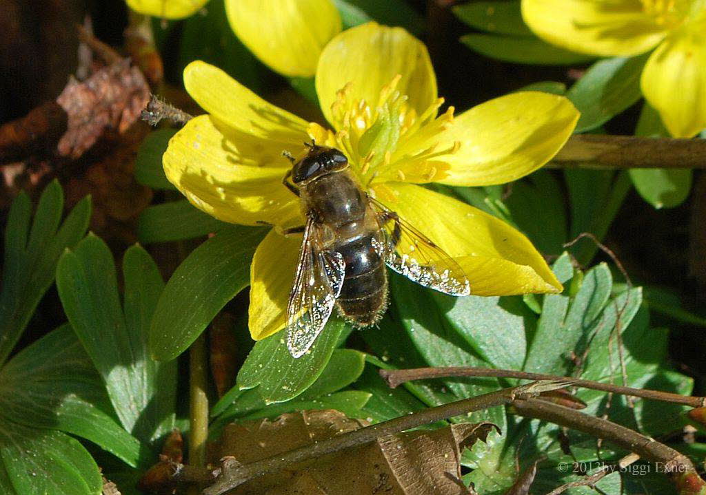 Eristalis tenax Mistbiene 