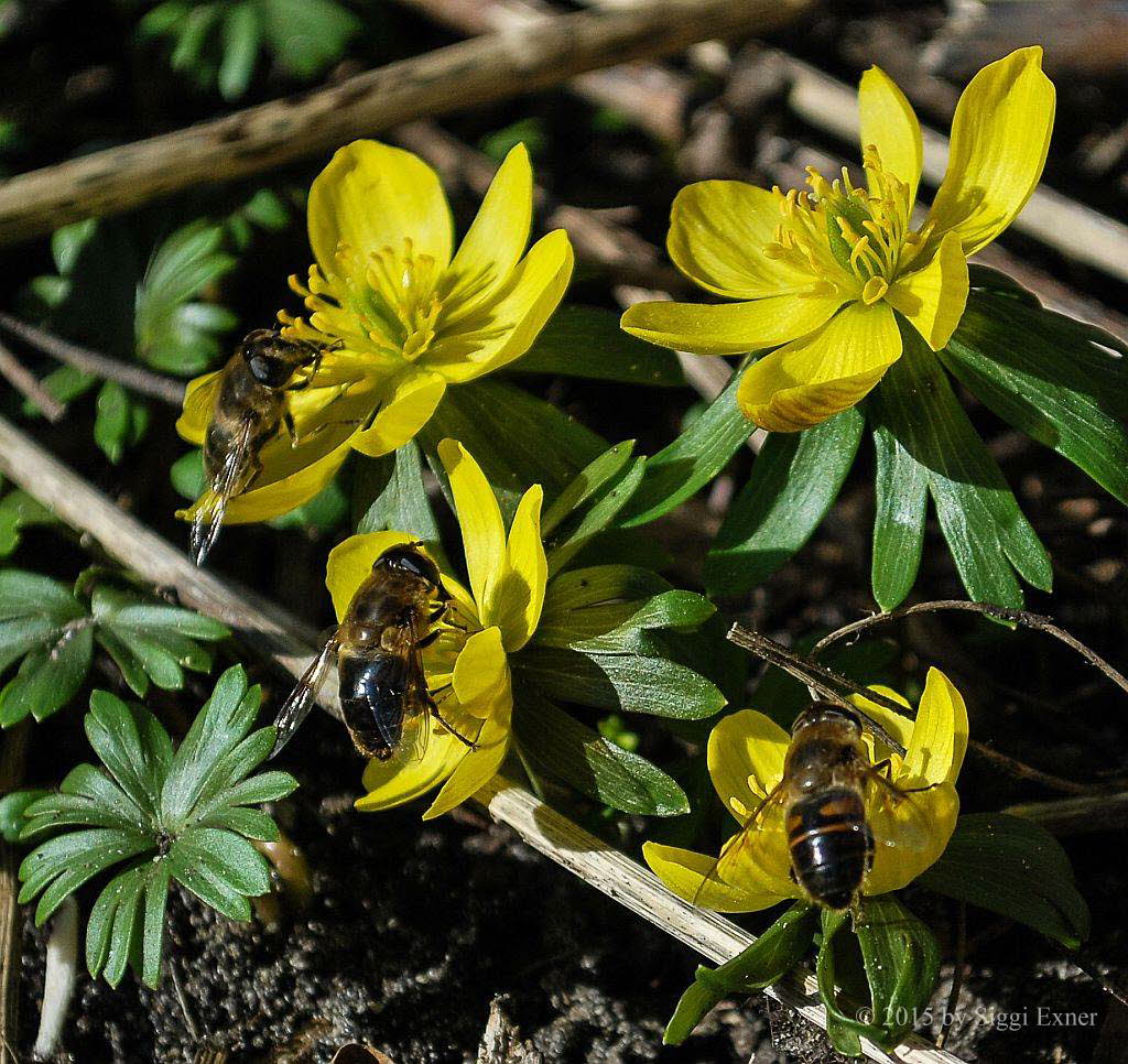 Eristalis tenax Mistbiene 