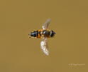 Eristalis interrupta Mittlere Keilfleckschwebfliege 