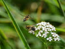 Eristalis interrupta Mittlere Keilfleckschwebfliege  