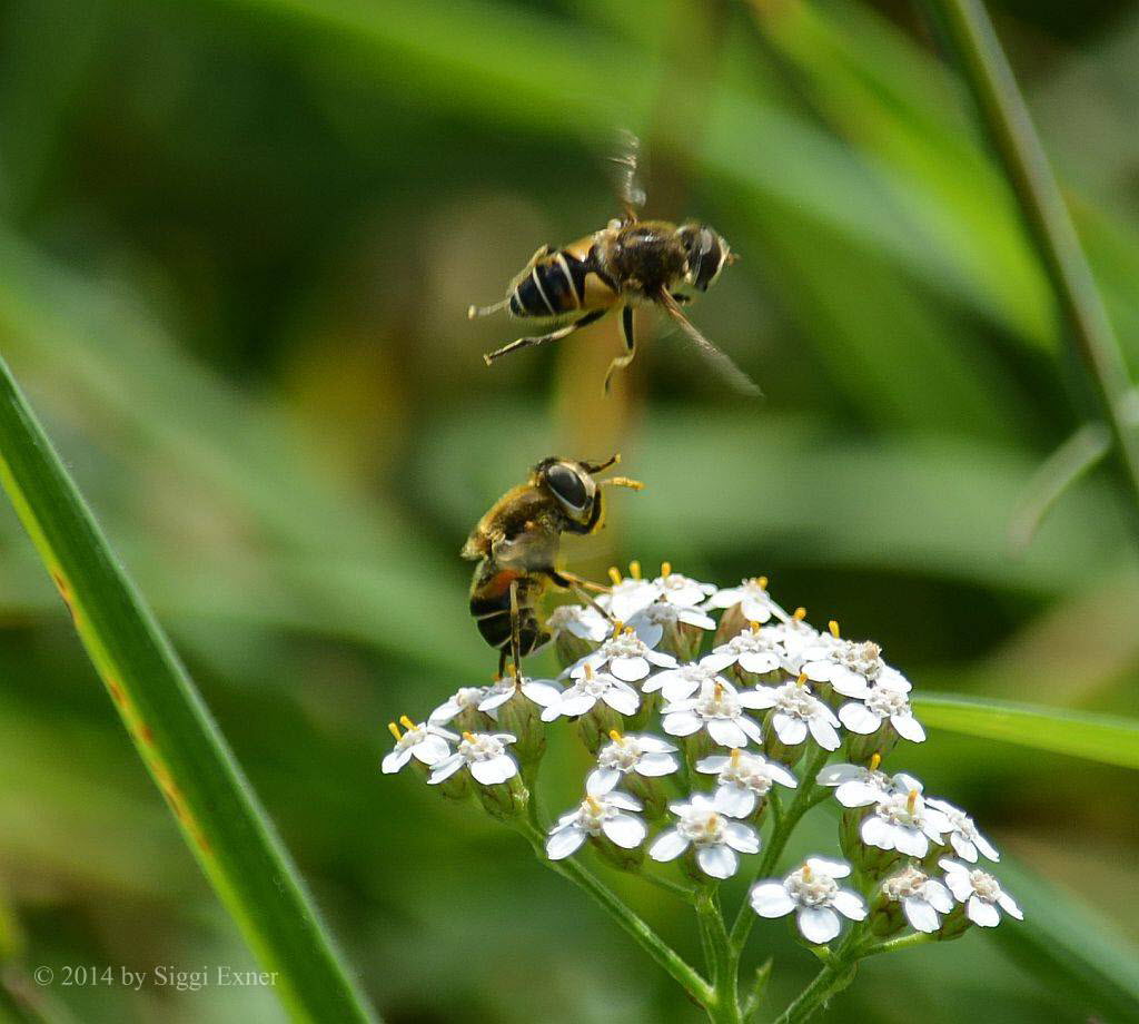 Eristalis interrupta Mittlere Keilfleckschwebfliege  