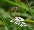 Eristalis interrupta Mittlere Keilfleckschwebfliege 