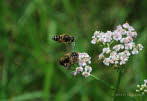 Eristalis interrupta Mittlere Keilfleckschwebfliege 