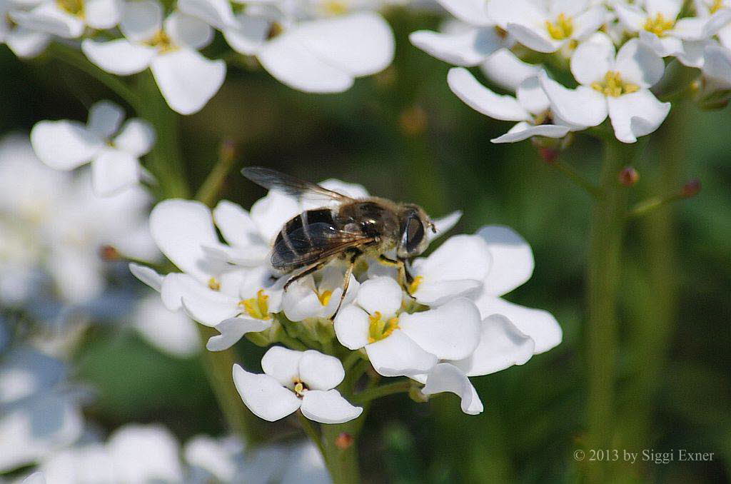 Eristalis interrupta Mittlere Keilfleckschwebfliege 