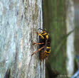 Mittlere Wespe Dolichovespula media