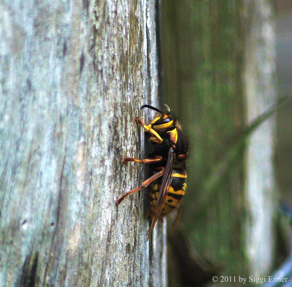 Mittlere Wespe Dolichovespula media