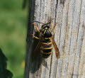 Mittlere Wespe Dolichovespula media