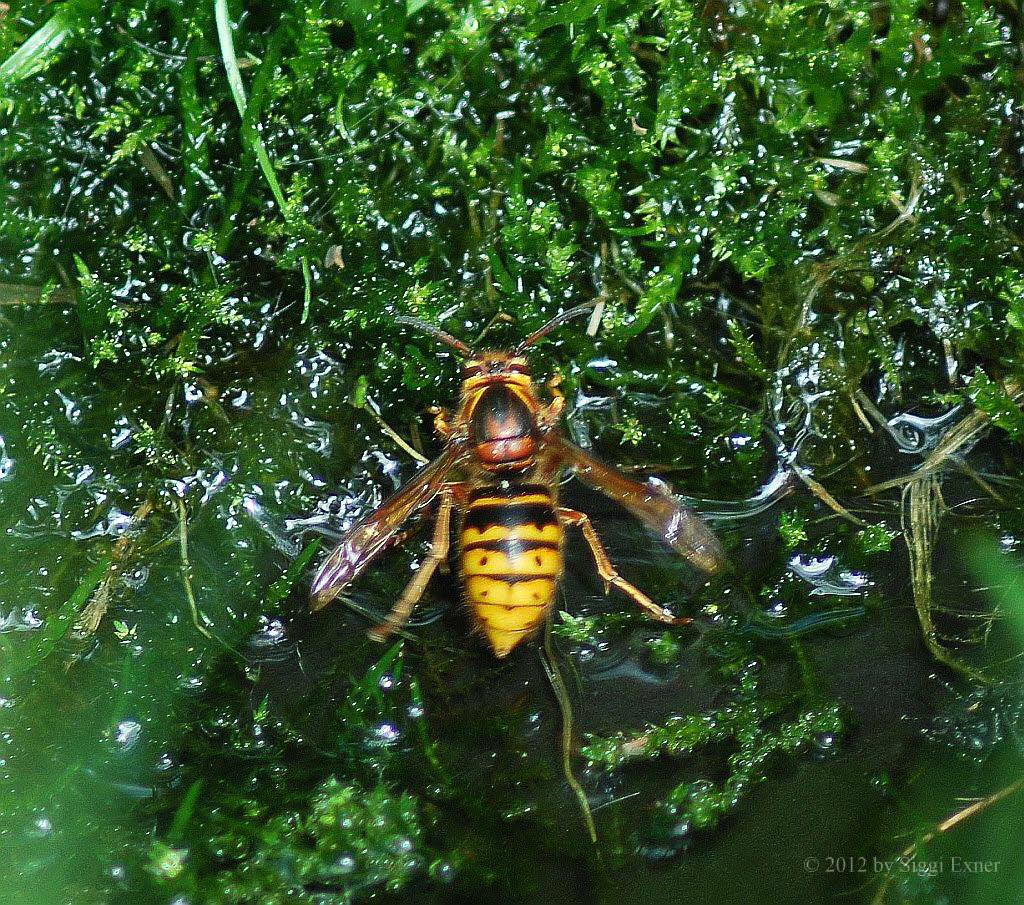 Mittlere Wespe Dolichovespula media