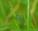 Mond Azurjungfer Coenagrion lunulatum