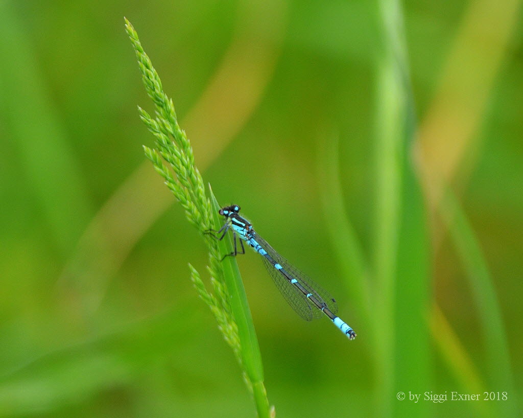 Mond Azurjungfer Coenagrion lunulatum