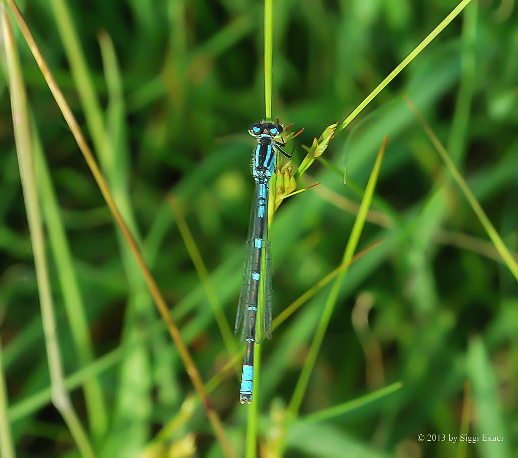 Mond Azurjungfer Coenagrion lunulatum