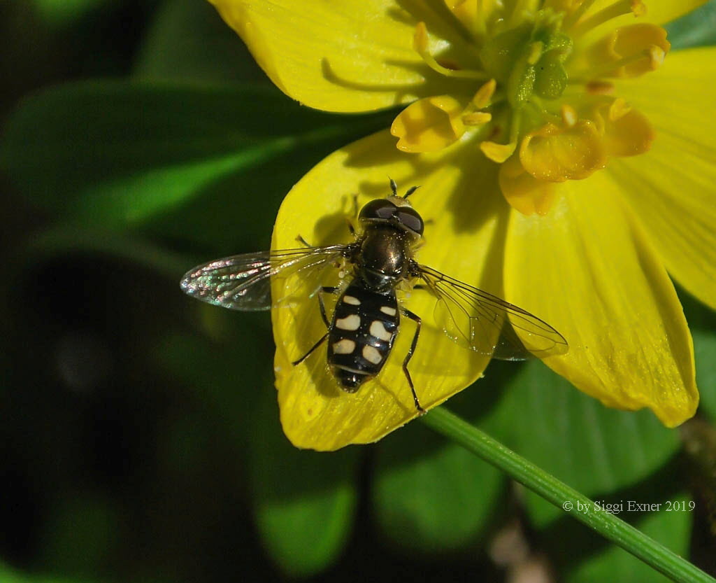 Eupeodes luniger Mondfleck Feldschwebfliege