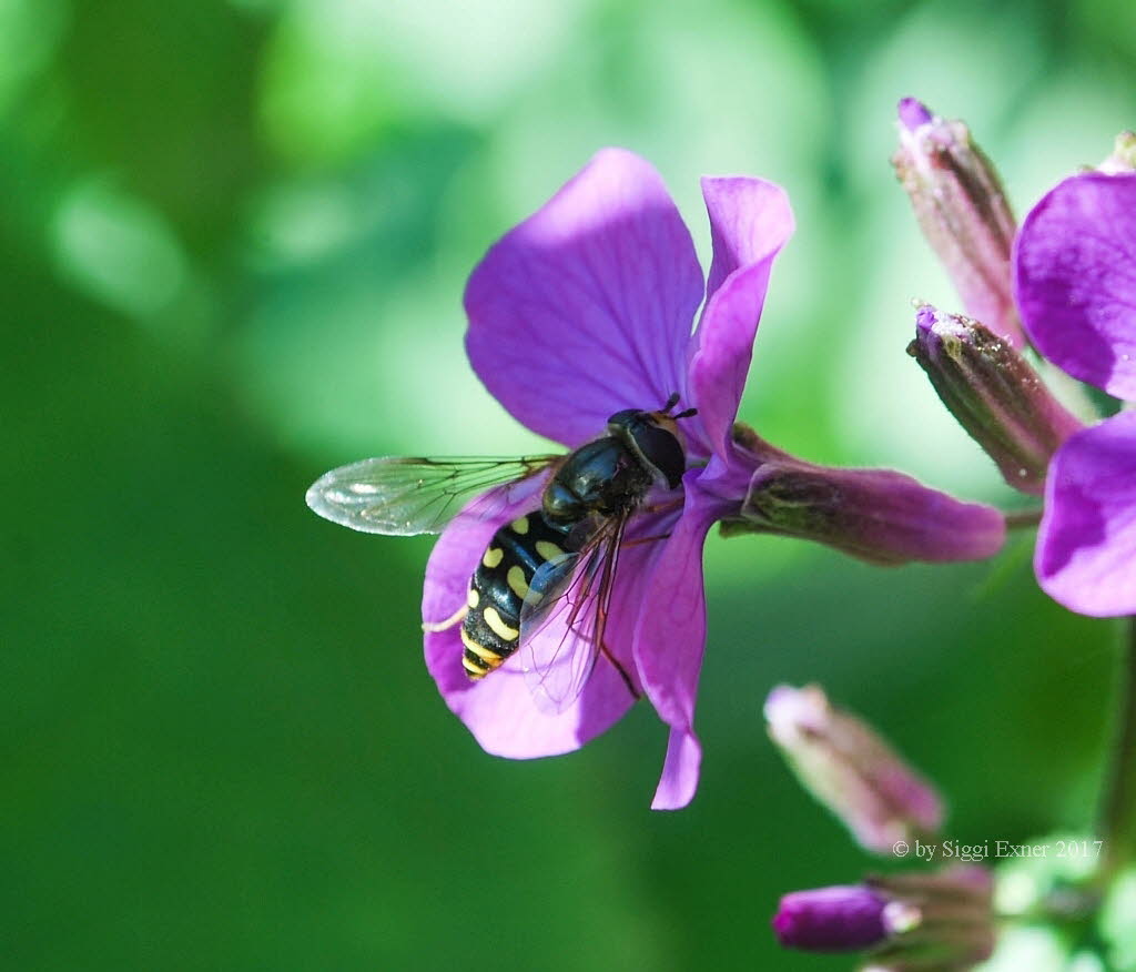 Eupeodes luniger Mondfleck Feldschwebfliege