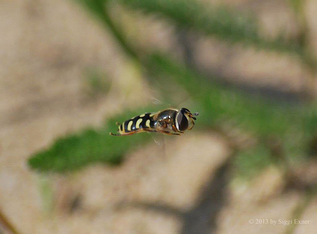 Eupeodes luniger Mondfleck Feldschwebfliege