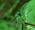 Eupeodes luniger Mondfleck Feldschwebfliege