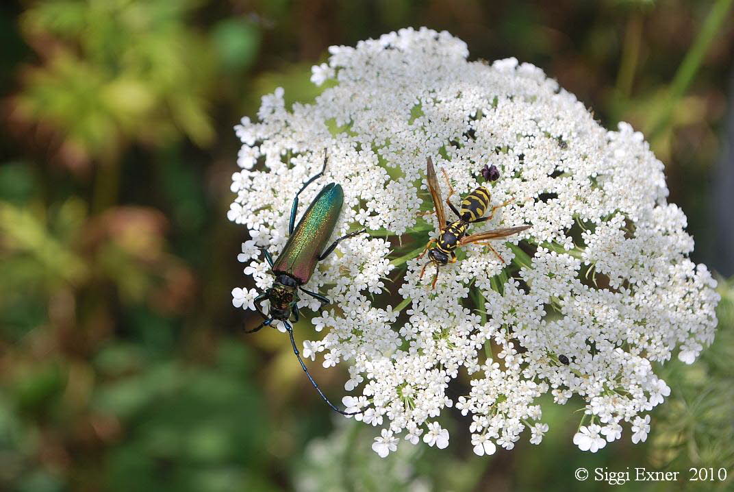 Moschusbock Aromia moschata