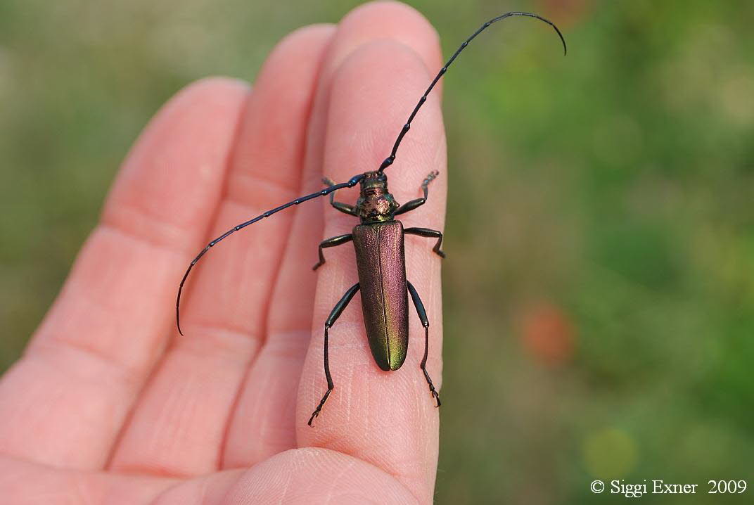 Moschusbock Aromia moschata