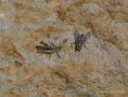 Nachtigall-Grashpfer Chorthippus biguttulus
