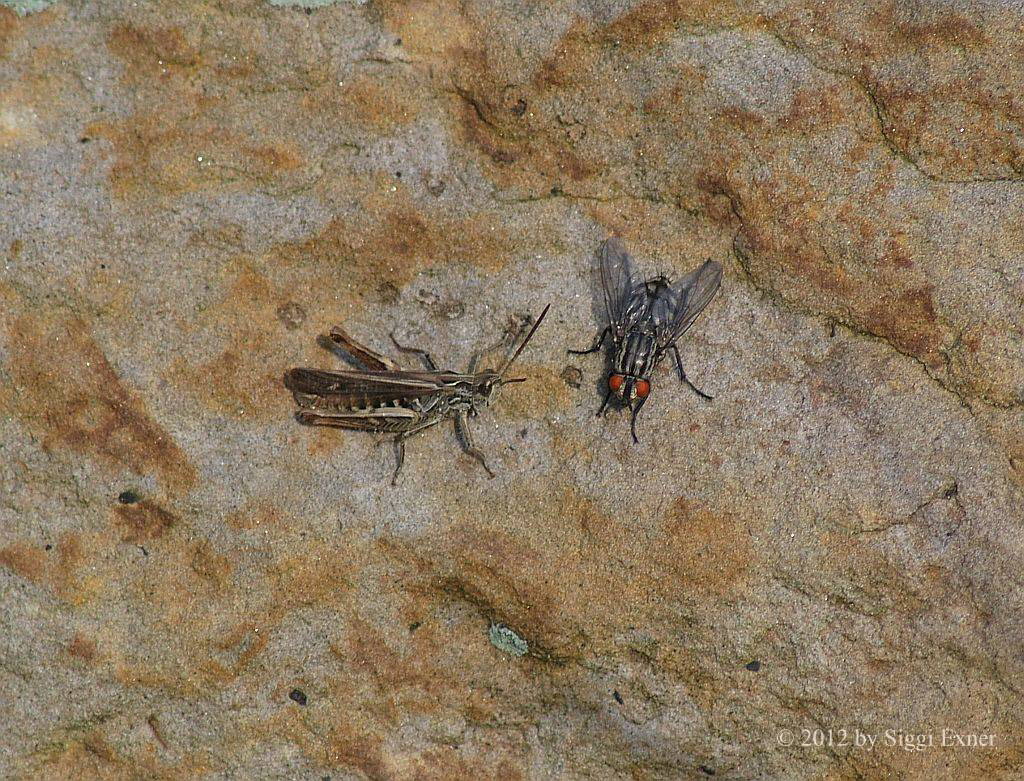 Nachtigall-Grashpfer Chorthippus biguttulus