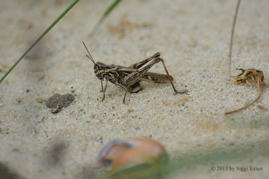 Nachtigall-Grashpfer Chorthippus cf. biguttulus