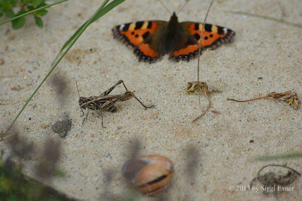 Nachtigall-Grashpfer Chorthippus cf. biguttulus