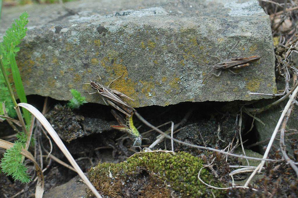 Nachtigall-Grashpfer Chorthippus biguttulus