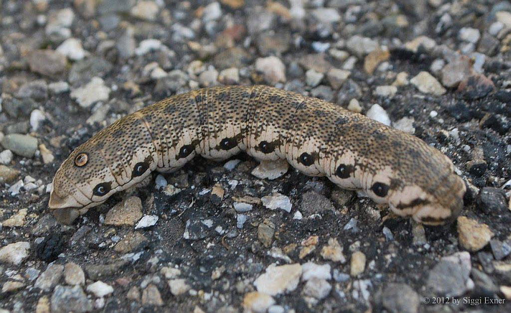 Nachtkerzenschwrmer Proserpinus proserpina