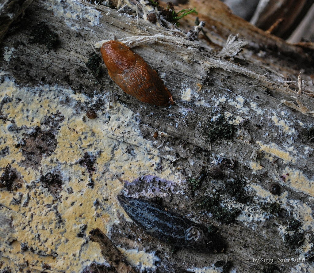 Nacktschnecken 