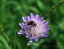 Merodon equestris Narzissenschwebfliege