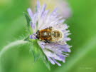 Merodon equestris Narzissenschwebfliege