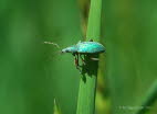 Phyllobius pomaceus Nessel-Blattrssler