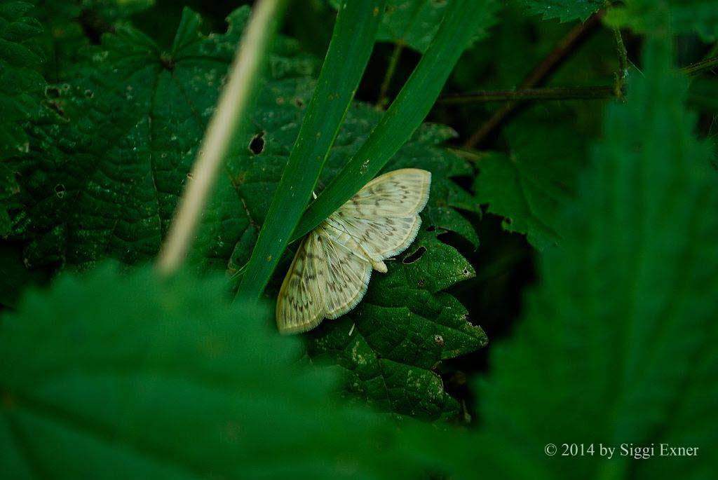 Nesselznsler Pleuroptya ruralis