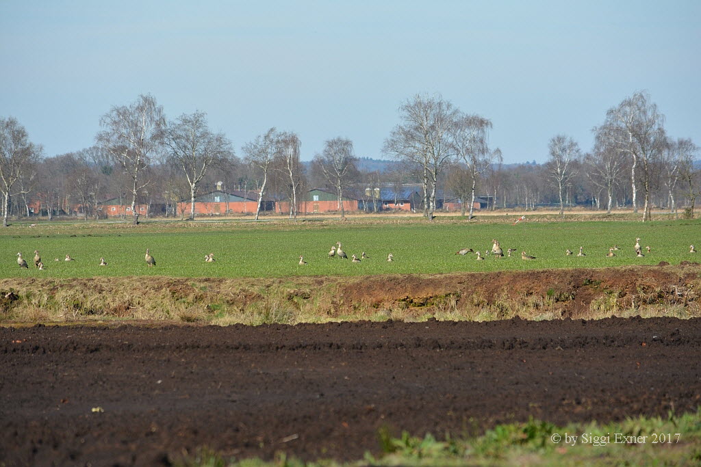 Nilgans Alopochen aegyptiacus