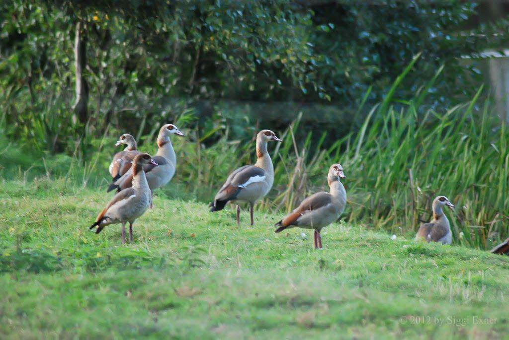 Nilgans Alopochen aegyptiacus