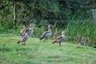 Nilgans Alopochen aegyptiacus