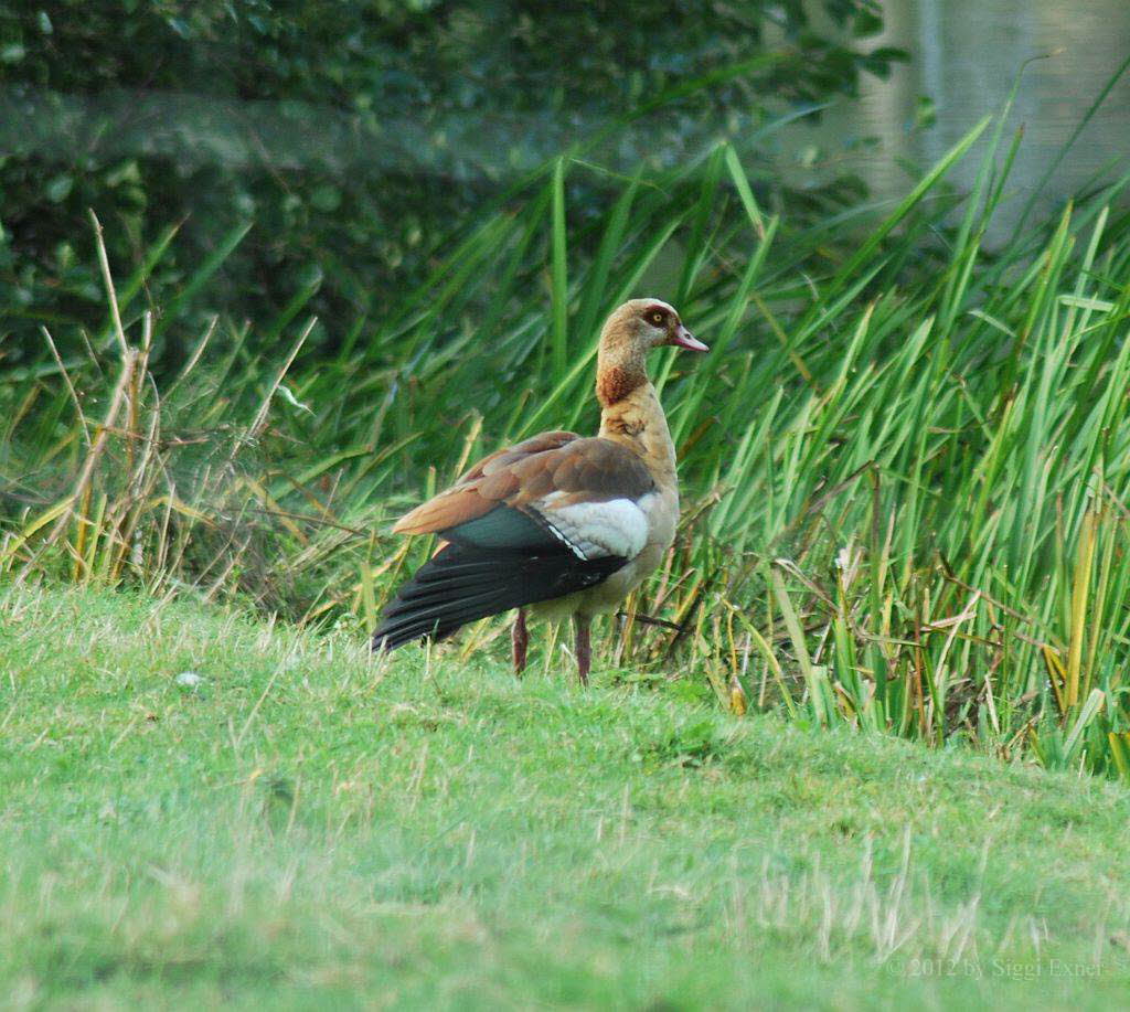 Nilgans Alopochen aegyptiacus