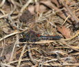 Nordische Moosjungfer Leucorrhinia rubicunda