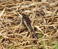 Nordische Moosjungfer Leucorrhinia rubicunda