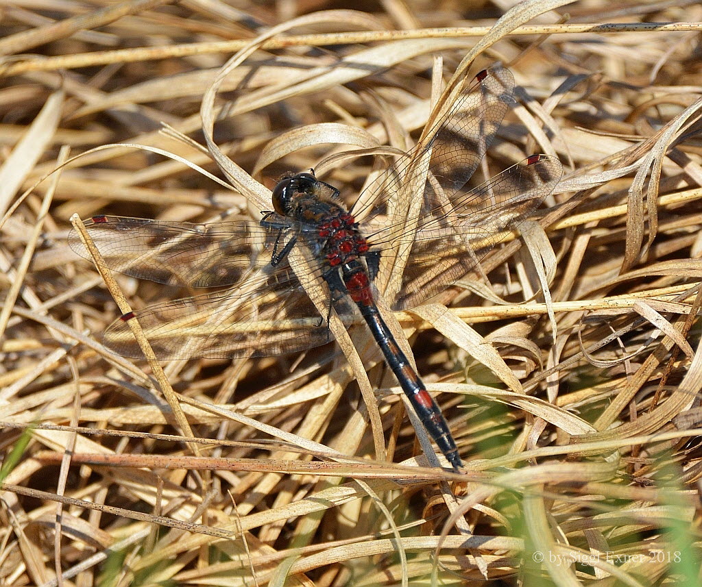 Nordische Moosjungfer Leucorrhinia rubicunda